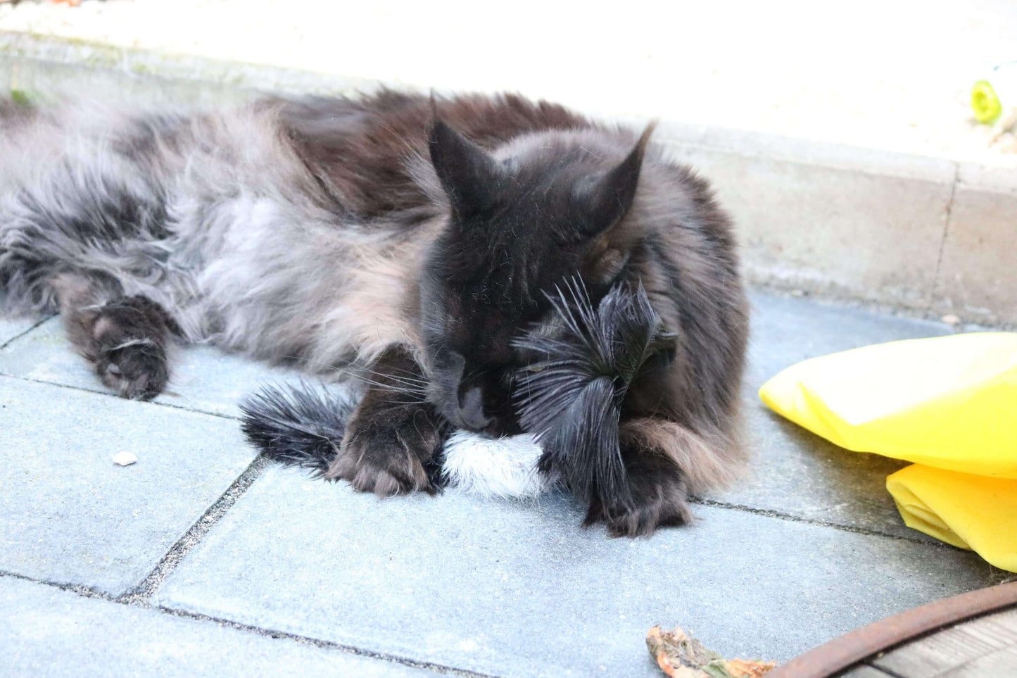 LionsLike Schnatz