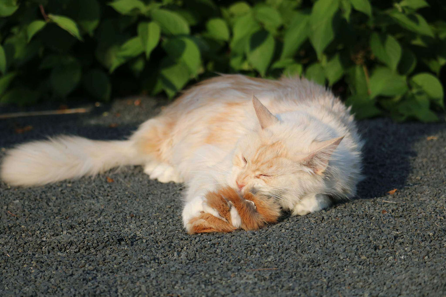 LionsLike Fellraupe