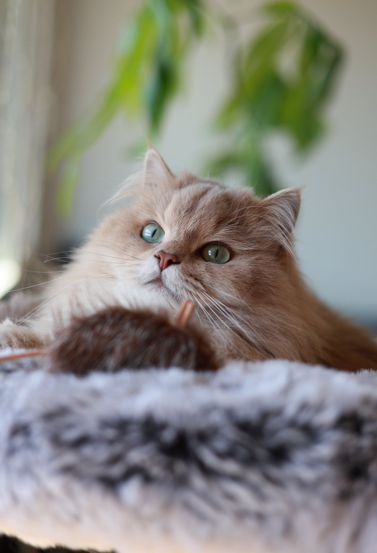 LionsLike Bisammaus