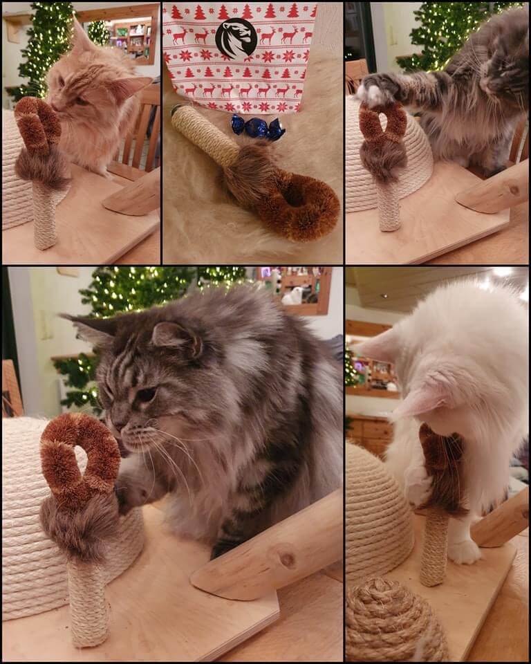 LionsLike Schubber- mich