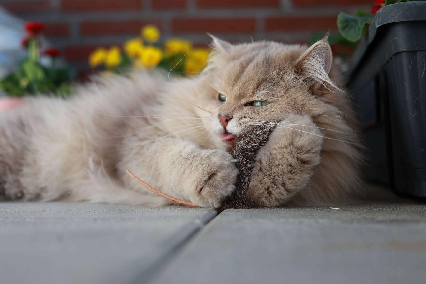 LionsLike Bisammaus