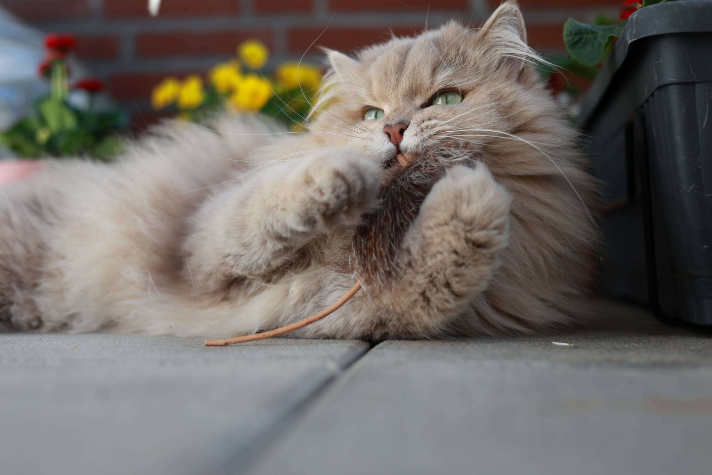 LionsLike Bisammaus