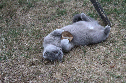 Wo unterscheiden sich Katzen mit Freigang und ohne Freigang?