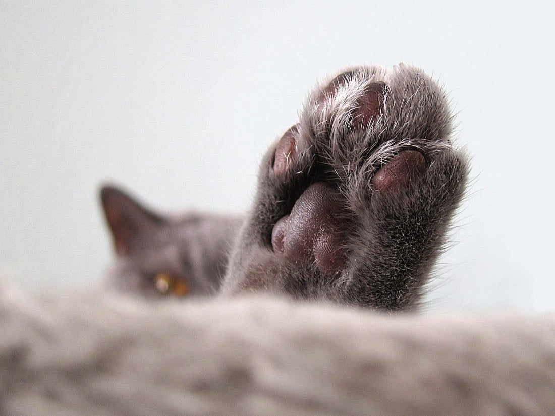 Anatomie der Katzenpfote -Warum sie nach Popcorn riechen.