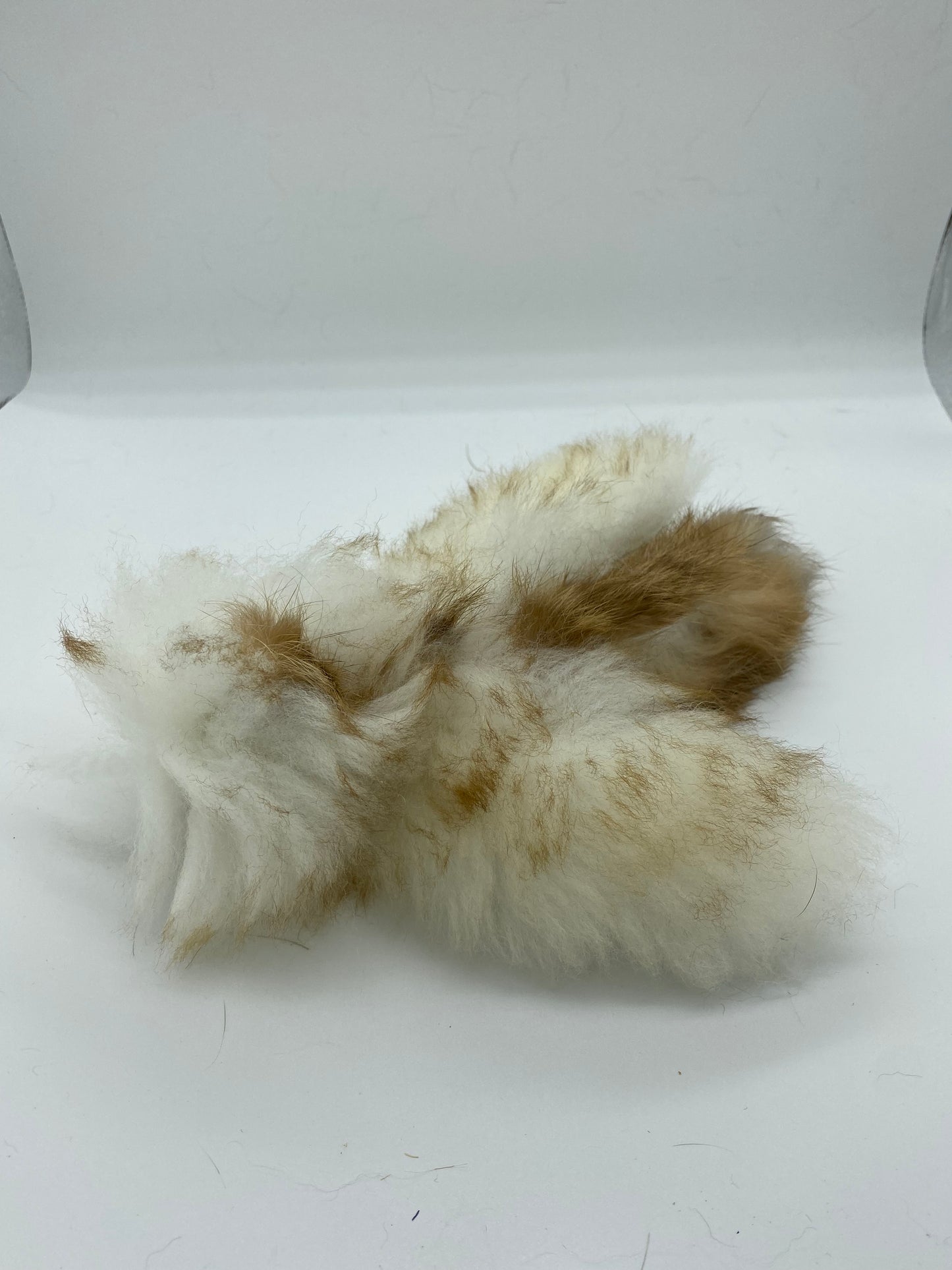 LionsLike Birdy