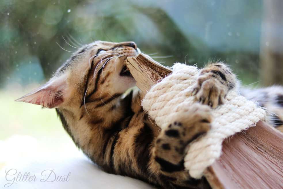 LionsLike Kokosschiffchen