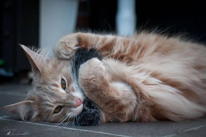 LionsLike Raschelröllchen