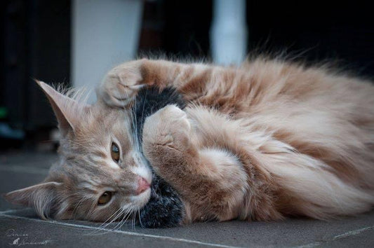 LionsLike Raschelröllchen